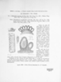 Fusarium lateritium image